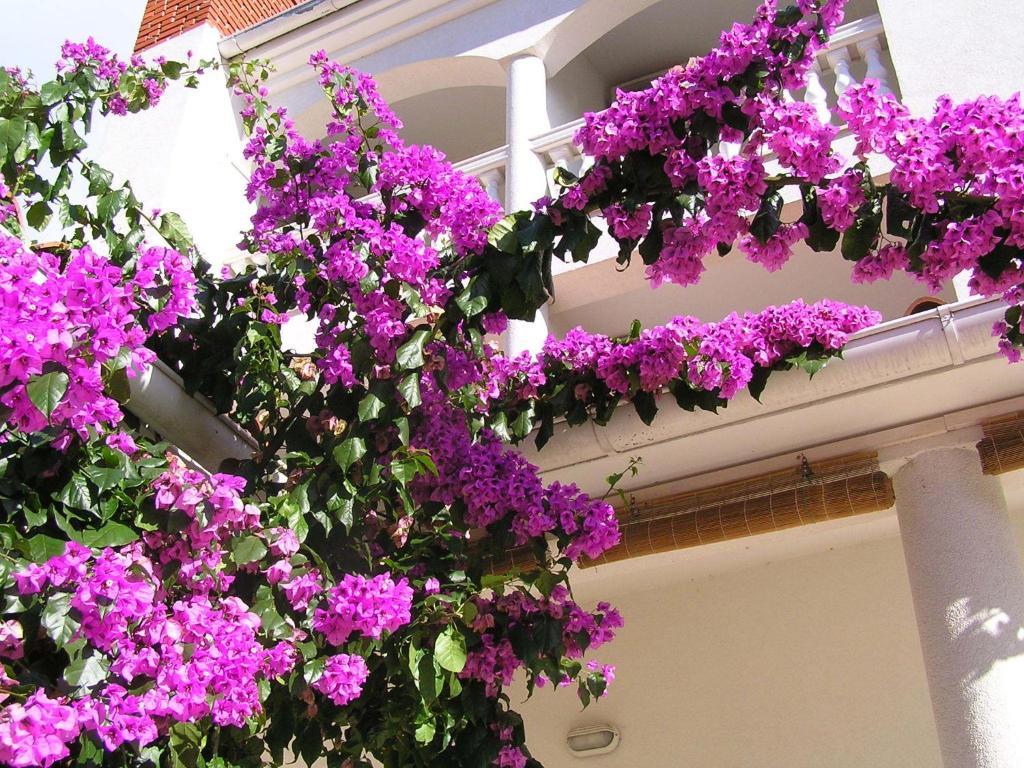 Apartments Paloma Blanca เมดูลิน ภายนอก รูปภาพ